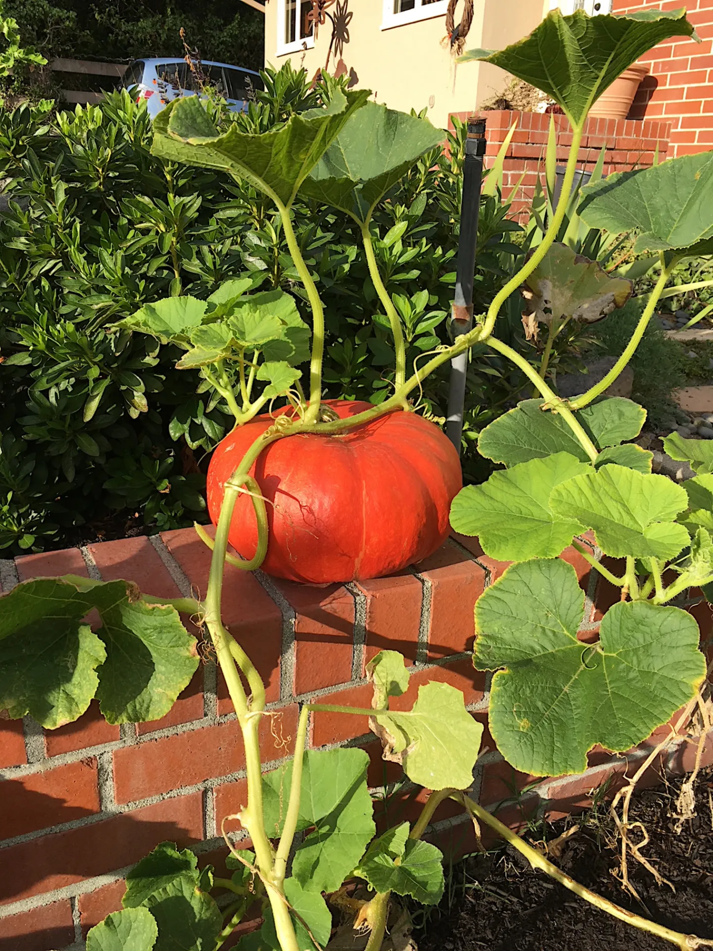 Cinderella Pumpkin-Coach Style
