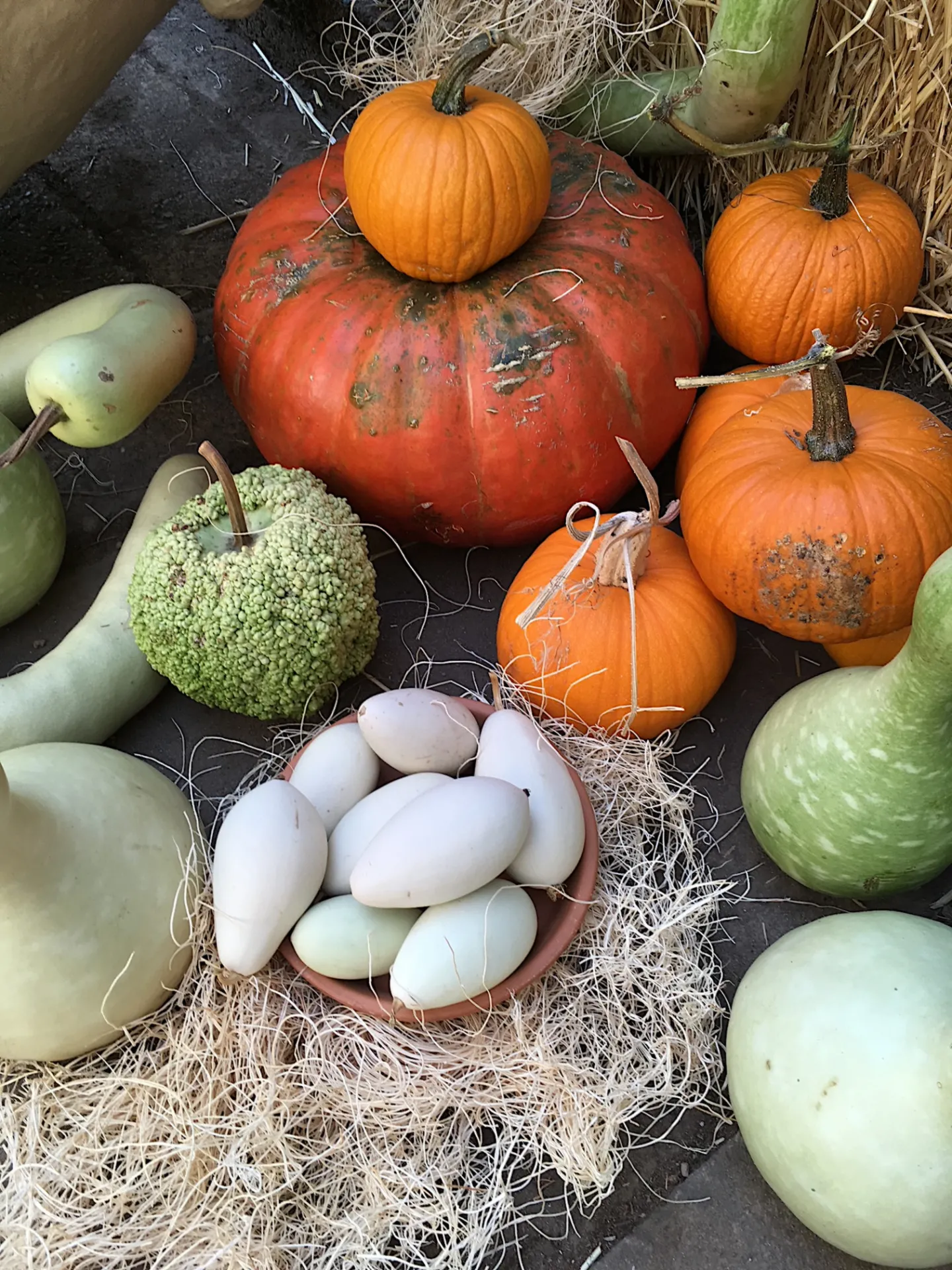 Assortment of gourds