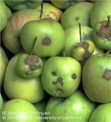 Apple scab. Copyright Regents of the University of California 2000