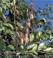 Fire Blight on Pear. Copyright Regents of the University of California 2007