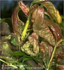 Peach leaf curl. Copyright Regents of the University of California 2000