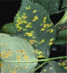 Rust on rose leaves. Copyright Regents of the University of California 2007