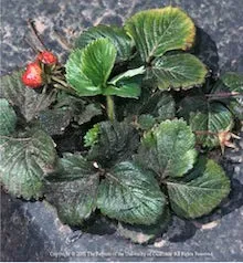 Sooty mold on growing on honeydew from aphids on strawberry leaves.