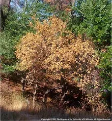 Coast Live Oak killed by Sudden Oak Death disease. Copyright Regents of the University of California 2011