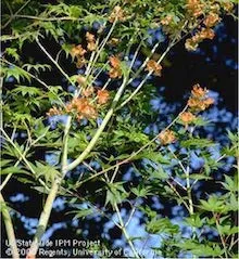 Dead leaves on maple caused by Verticillium wilt. Copyright Regents of the University of California 2000