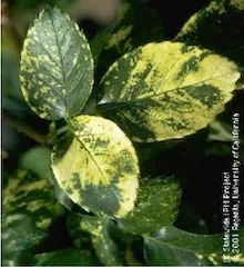 Rose Mosaic Virus. Copyright Regents of the University of California 2001