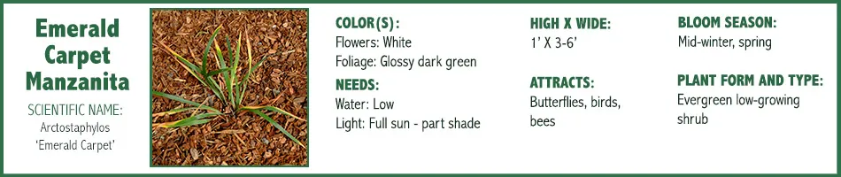 Emerald Carpet Manzanita