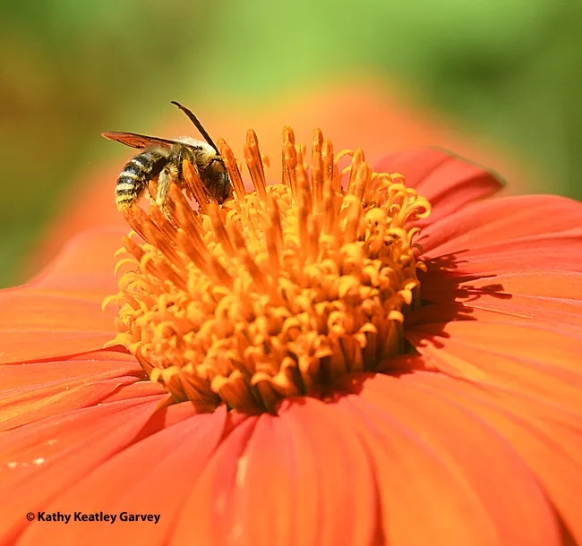 A male Melissodes agilis pauses to sip nectar from a Mexican sunflower, Tithonia rotundifola. (Photo by Kathy Keatley Garvey)