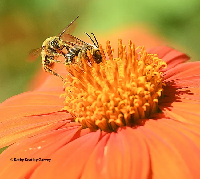 Get off my turf! A male Melissodes agilis bops another male of the species. (Photo by Kathy Keatley Garvey)
