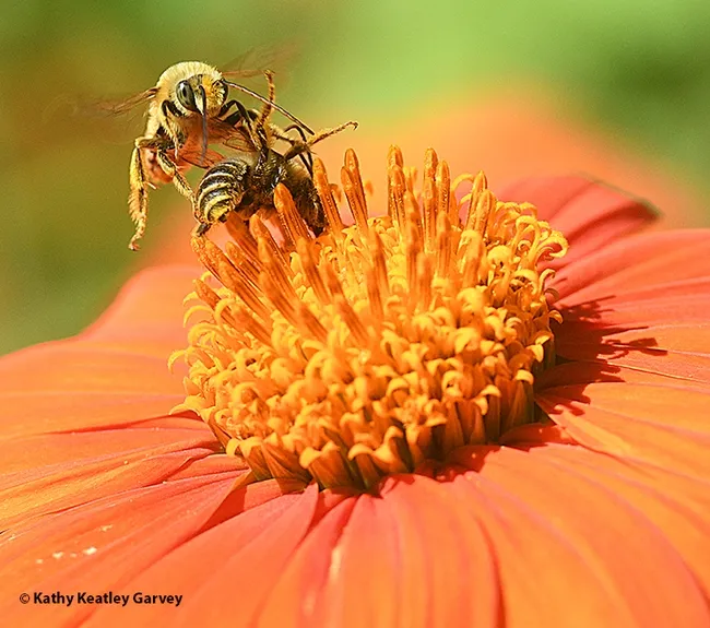 "I said get off my turf." The male Melissodes agilis trying to claim territorial rights.(Photo by Kathy Keatley Garvey)