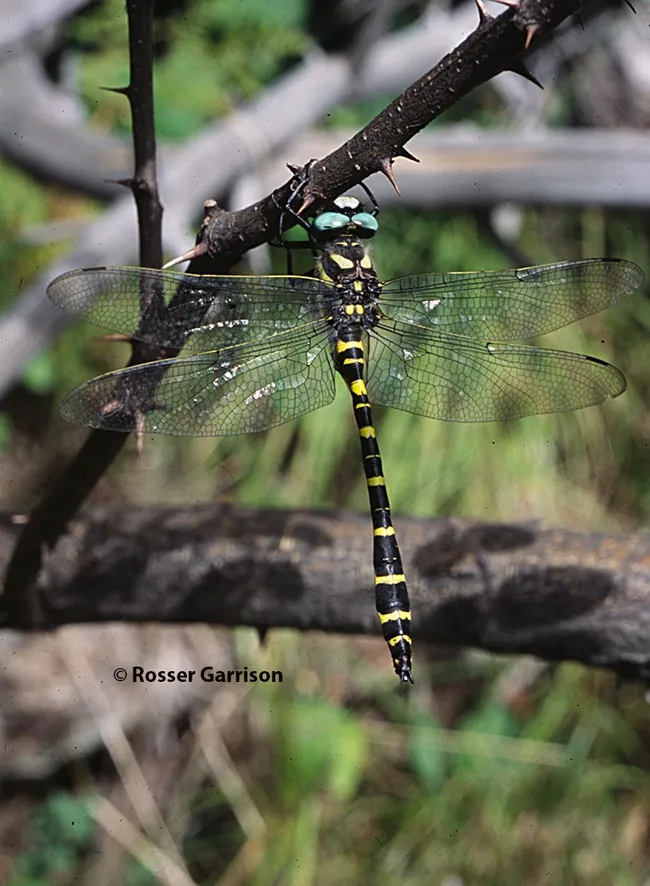 An image of Cordulegaster diadema, aka Apache spiketail. (Photo by Rosser Garrison)