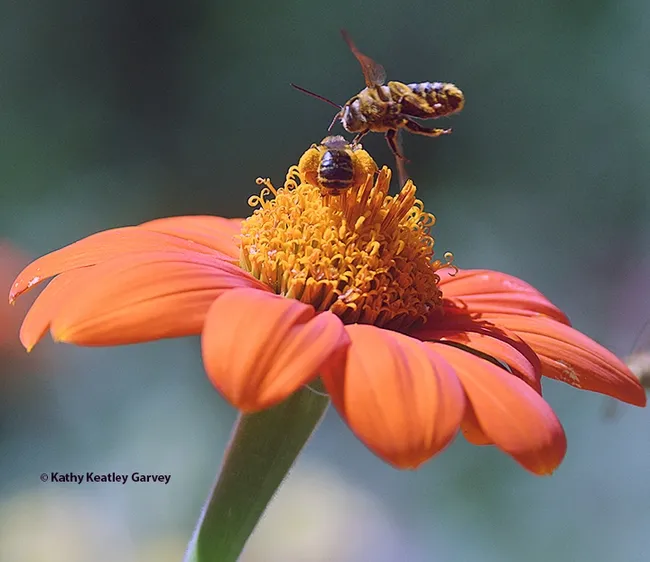 A male Melissodes agilis dives toward the female of his species, but she's not interested. (Photo by Kathy Keatley Garvey)
