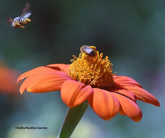 The male Melissodes agilis flies off, leaving the female alone, but not for long. He'll be back. (Photo by Kathy Keatley Garvey)