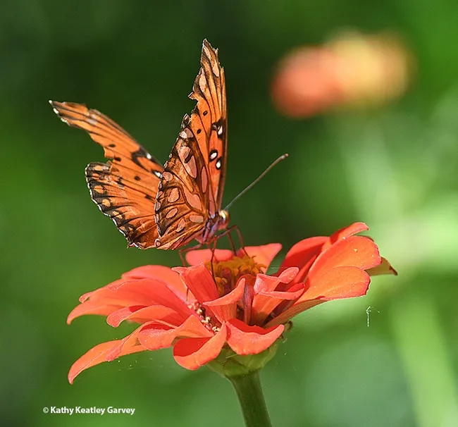 A tattered Gulf Fritillary sipping nectar from a zinnia in a Vacaville, Calif., garden. (Photo by Kathy Keatley Garvey)