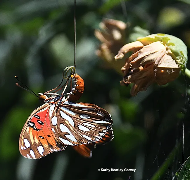 A Gulf Fritillary laying an egg on her host plant, Passiflora. (Photo by Kathy Keatley Garvey)