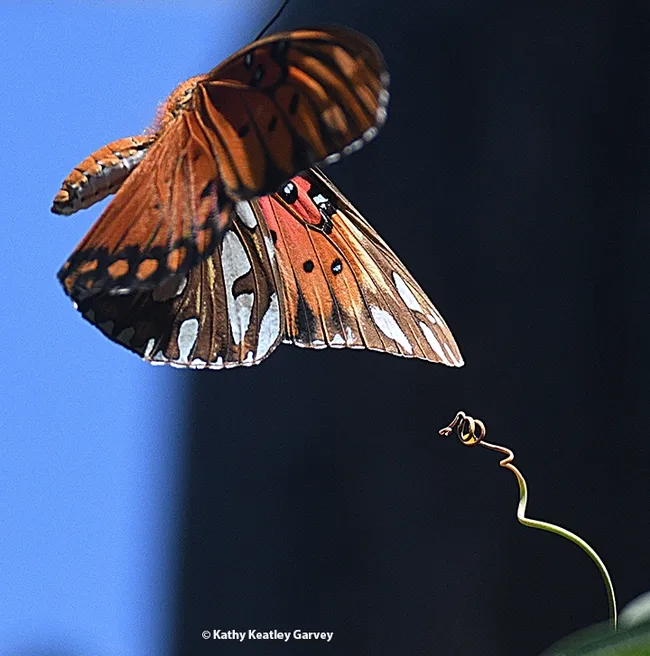 A Gulf Fritillary showing rejection toward a mate after laying an egg on the tendrils of a passionflower vine. (Photo by Kathy Keatley Garvey)