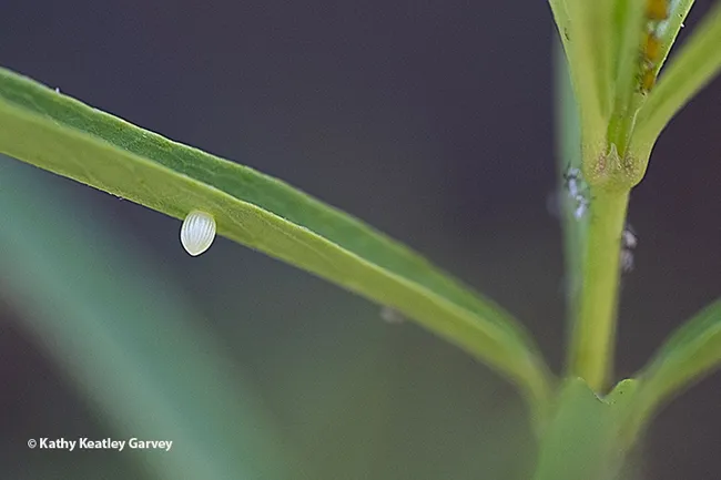 A tiny monarch egg clings to the underside of a narrow-leafed milkweed, Asclepias fascicularis. (Photo by Kathy Keatley Garvey)