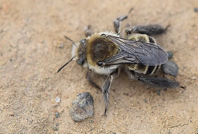 A close-up of a bindweed turret bee, Diadasia bituberculata (Photo by Rachel Vannette)