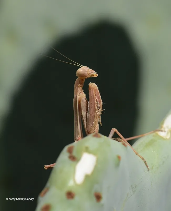 A predator, a praying mantis, Stagmomantis limbatalimbata, waiting for prey. (Photo by Kathy Keatley Garvey)
