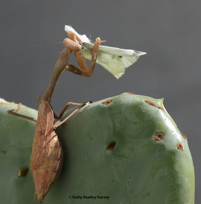 It doesn't take long. (Photo by Kathy Keatley Garvey)