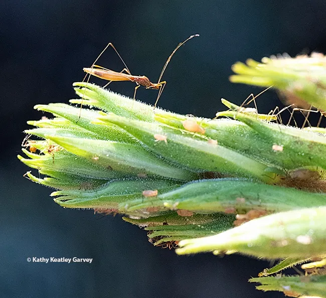A stilt bug, family Berytidae, on an evening primrose. (Photo by Kathy Keatley Garvey)