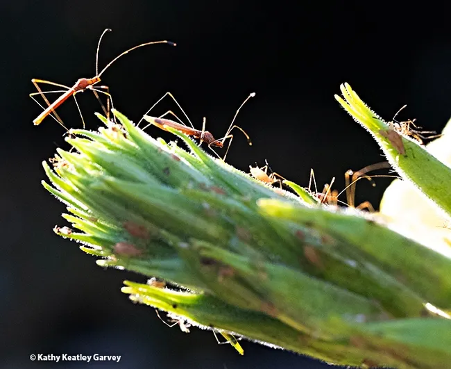 Backlit stilt bugs, family Berytidae, clustering on an evening primrose. (Photo by Kathy Keatley Garvey)