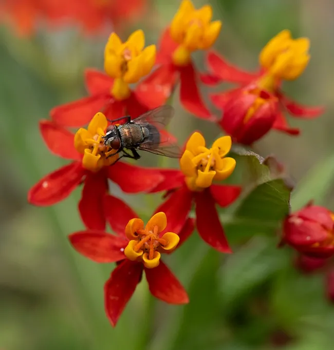 A green bottle fly (Lucilia sericata) forages on milkweed, Asclepias curassavica, on Aug. 20 in a Vacaville pollinator garden. (Photo by Kathy Keatley Garvey)