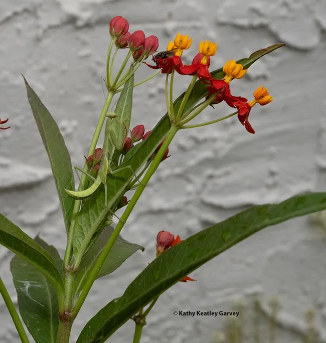 A praying mantis, Stagmomantis limbata, sneaks closer to its prey, an unsuspecting green bottle fly. (Photo by Kathy Keatley Garvey)
