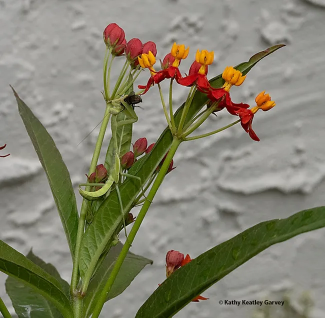 In a split second, the praying mantis, Stagmomantis limbata, nails its prey, an unsuspecting green bottle fly. (Photo by Kathy Keatley Garvey)