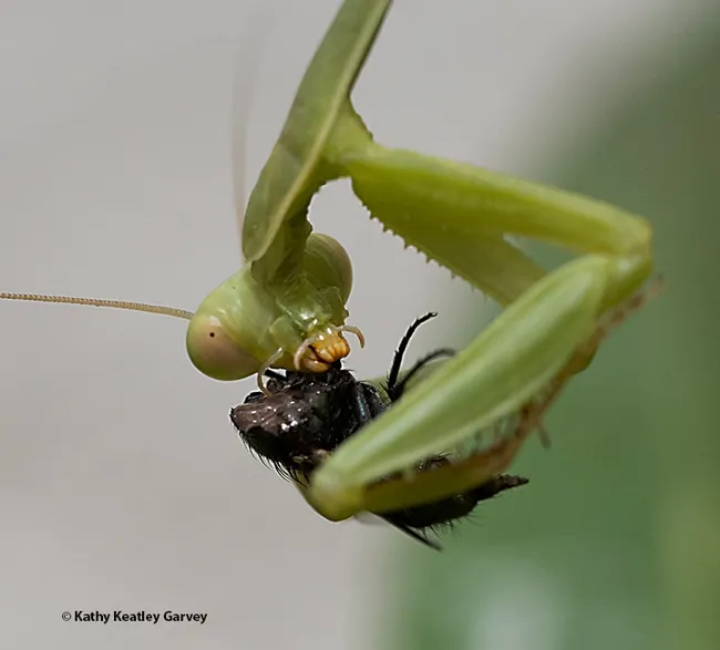 Dinner is served: Fly à la carte. (Photo by Kathy Keatley Garvey)