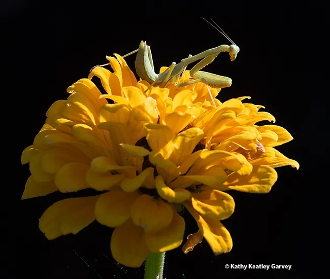 A backlit praying mantis, Stagmomantis limbata, reigns supreme on a yellow zinnia in a Vacaville pollinator garden. (Photo by Kathy Keatley Garvey)