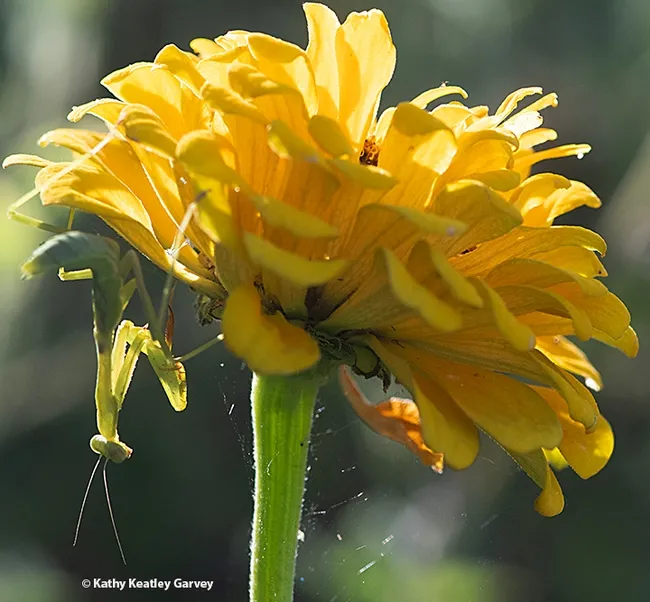 The praying mantis, Stagmomantis limbata, claims a different view of the world. (Photo by Kathy Keatley Garvey)