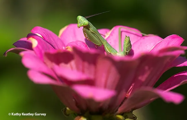 A praying mantis, a Stagmomantis limbata, is pretty in pink, nestled in a bed of pink zinnia petals. (Photo by Kathy Keatley Garvey)
