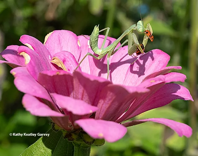 The praying mantis polishes of an Asian lady beetle. (Photo by Kathy Keatley Garvey)