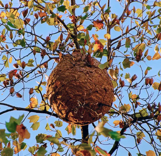 The egg-shaped nest of a yellow-legged hornet, Vespa velutina. This 33 feet high on a Liriodendron tulipífera and identified in November 2015 at the Plaza Pedro Nunes, Porto, Portugal. It became visible when autumn leaves fell. (Photo by Paula Jorge, courtesy of Wikipedia)