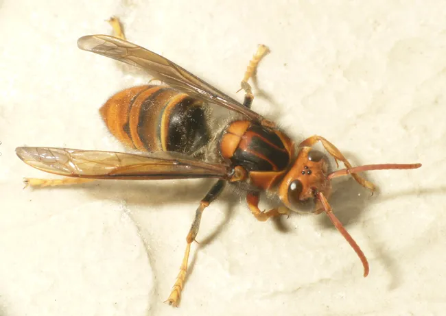 The yellow-legged hornet, Vespa velutina. (Photo courtesy of Wikipedia)