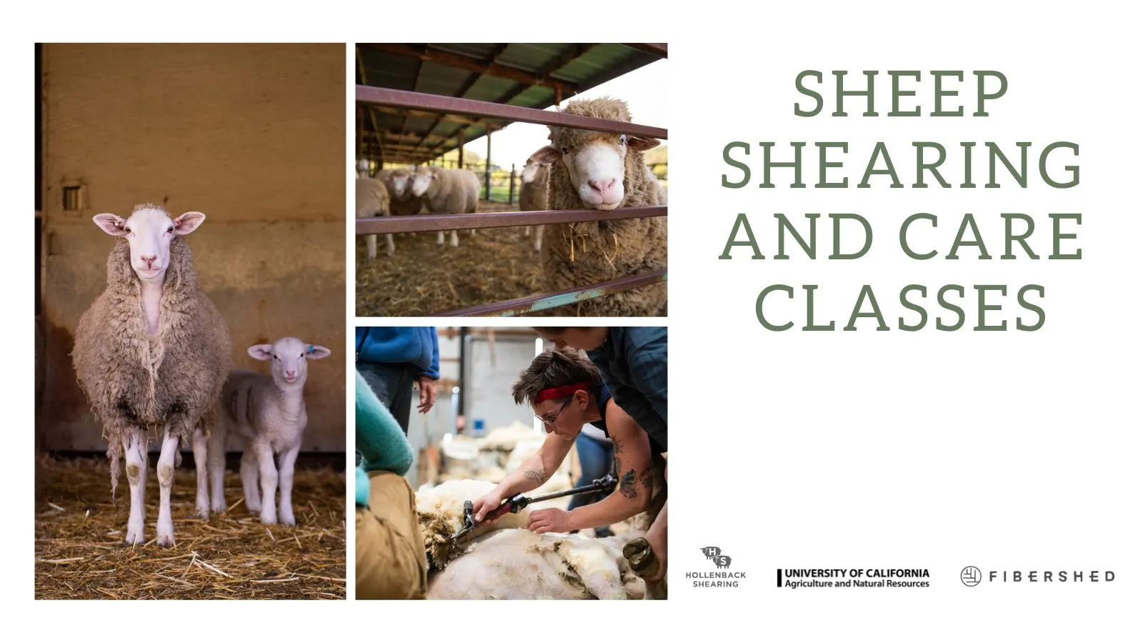 Sheep Programs HREC (Twitter Post)