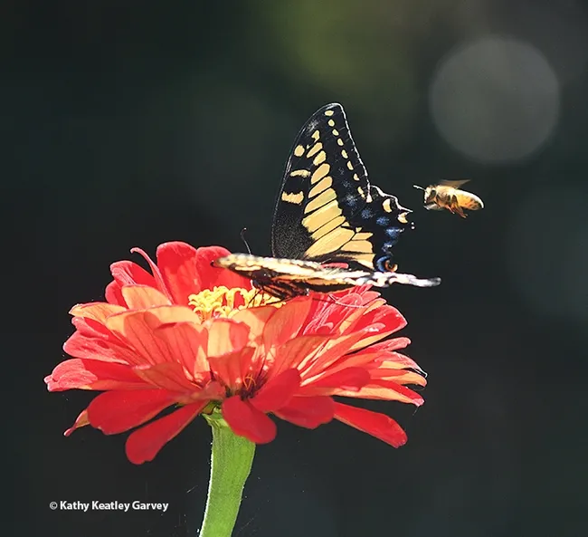 Anise Swallowtail: "This nectar is great." Bee: "Are you sharing or moving or what?" (Photo by Kathy Keatley Garvey)