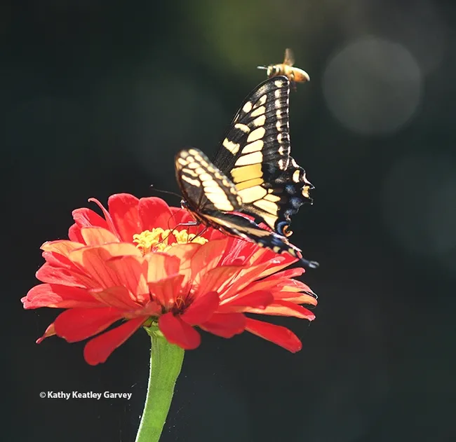 It's touch and go! The honey bee, Apis mellifera, touches and the Anise Swallowtail, Papilio zelicaon, goes. (Photo by Kathy Keatley Garvey)