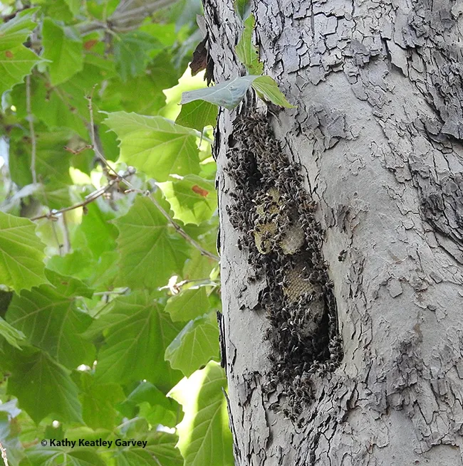 A wide-angle view of the feral bee colony that is living in a sycamore tree cavity on the UC Davis campus. Image taken Sept. 3, 2023. (Photo by Kathy Keatley Garvey)