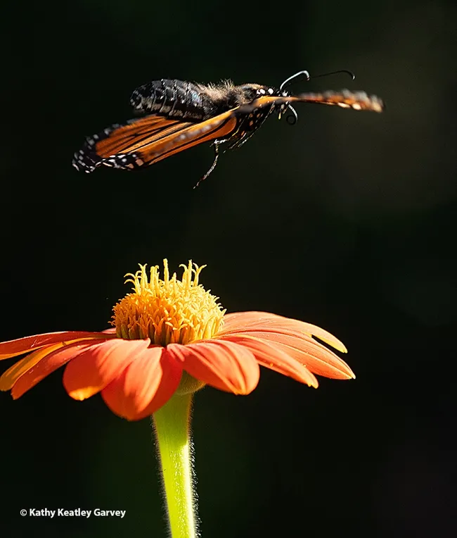 The male monarch takes flight. (Photo by Kathy Keatley Garvey)