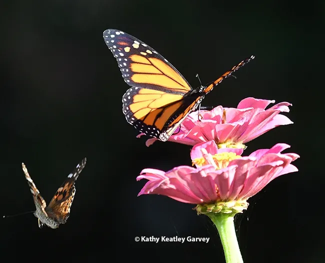 "Okay, I'm leaving" The painted lady takes off as the monarch also prepares to leave. (Photo by Kathy Keatley Garvey)