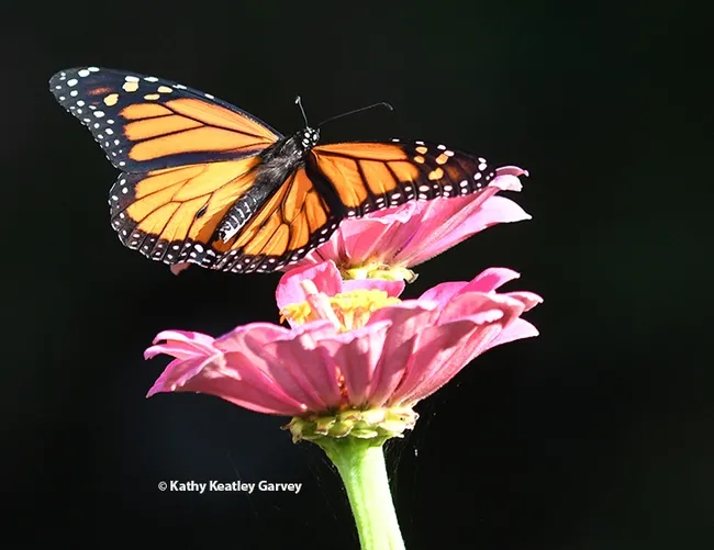 "I'm leaving, too!" The male monarch takes flight. (Photo by Kathy Keatley Garvey)
