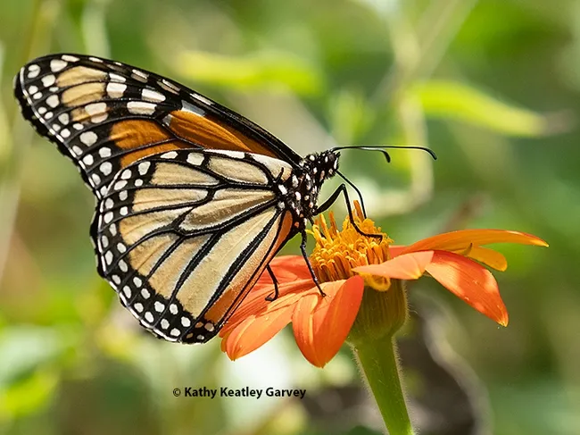 A monarch butterfly nectars on a Mexican sunflower (Tithonia rotundifola) in a Vacaville pollinator garden on Sept. 3, 2023. (Photo by Kathy Keatley Garvey)
