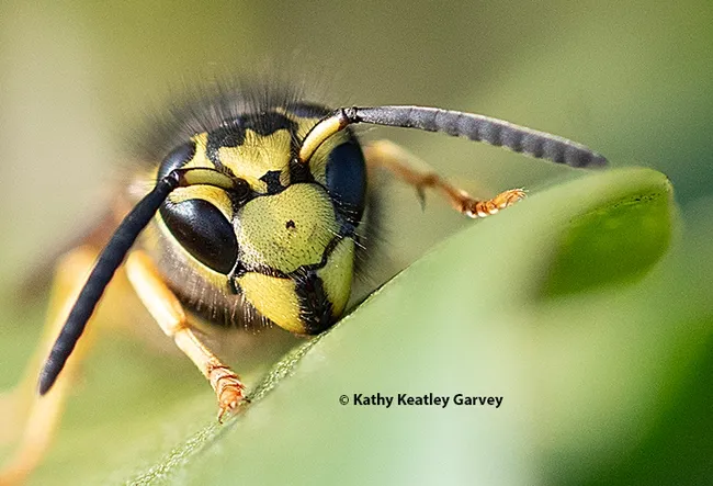 A western yellowjacket, Vespula pensylvanica, peers at the photographer. It is on a Myoporum at Bodega Bay. (Photo by Kathy Keatley Garvey)