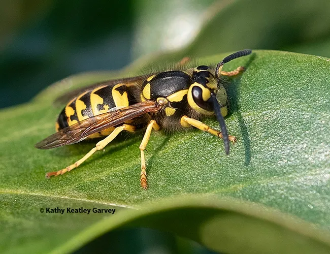 A western yellowjacket, Vespula pensylvanica, shows its stripes. (Photo by Kathy Keatley Garvey)