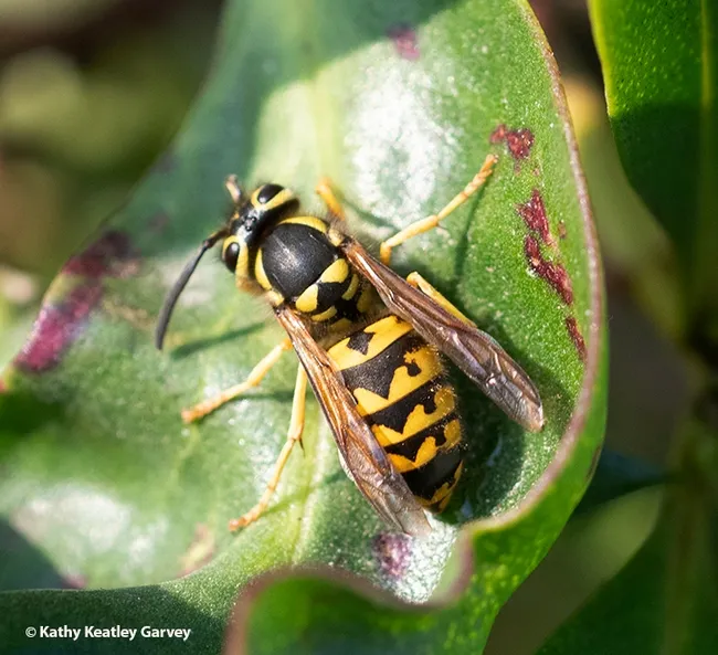 Dorsal view of a western yellowjacket, Vespula pensylvanica. (Photo by Kathy Keatley Garvey)