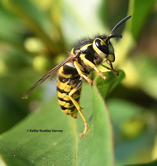 "Okay, I'm hungry. Enough posing!" A western yellowjacket, Vespula pensylvanica, foraging on a Myoporum at Bodega Bay. (Photo by Kathy Keatley Garvey)