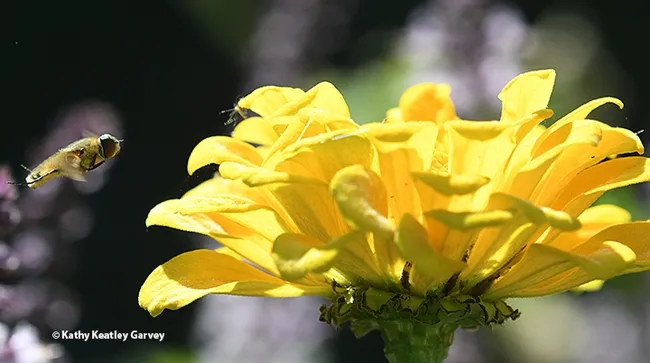 A bee fly, family Bombyliidae, heads for a yellow zinnia in a Vacaville pollinator garden. (Photo by Kathy Keatley Garvey)