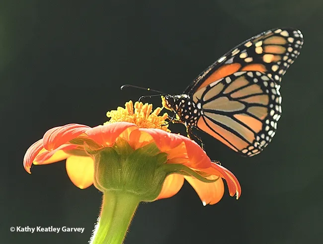 Bees are the most well known pollinators, but butterflies, including monarchs, are pollinators, too. This monarch butterfly, sipping nectar in a Vacaville garden, came up with a head full of pollen. (Photo by Kathy Keatley Garvey)
